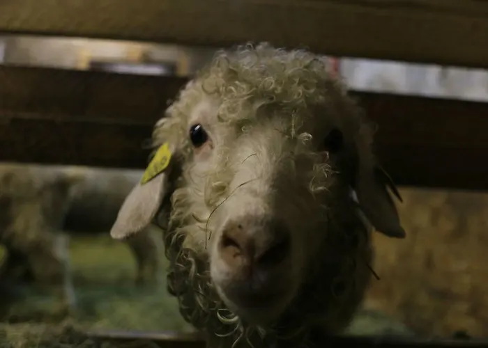 La Ferme Sous Les Hiez